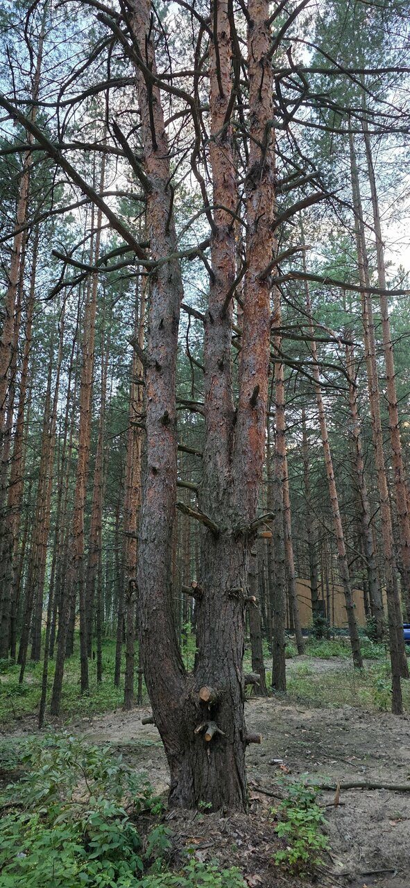 Отель Экопарк Поляны Рязань-126