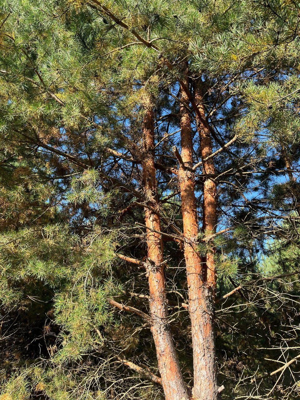 Отель Экопарк Поляны Рязань-121