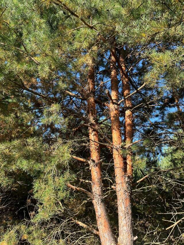 Отель Экопарк Поляны Рязань-120